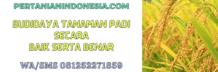 budidaya,tanaman,padi,budidaya padi,pertanian indonesia